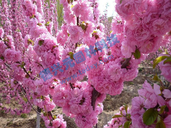 �c(di��n)���鿴Ԕ��(x��)��Ϣ��(bi��o)�}���ѻ� ��x�Δ�(sh��)��2100